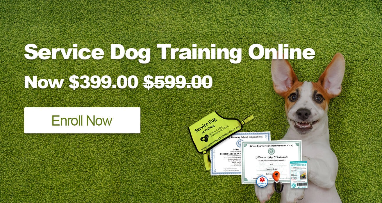 Emotional support dog air canada sale