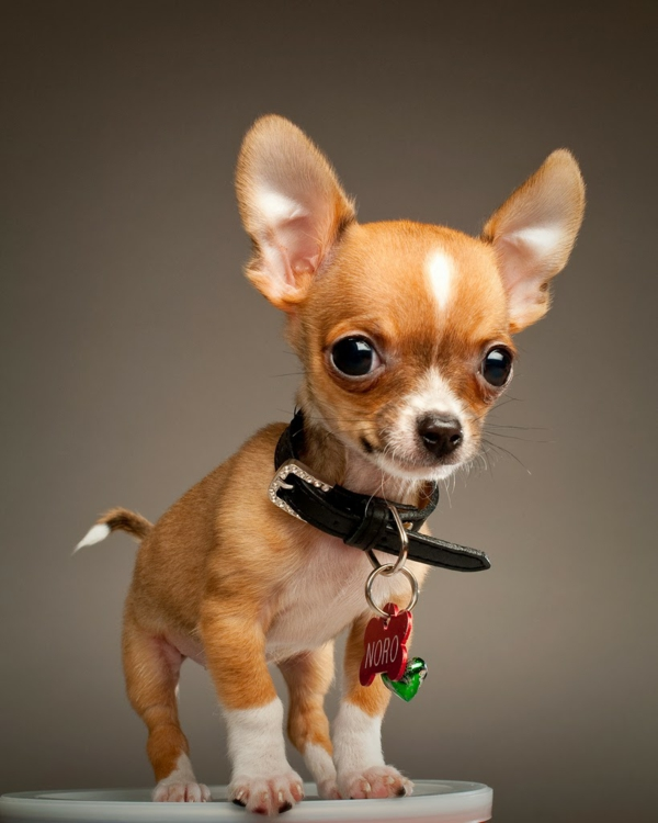 are chihuahuas good emotional support dogs