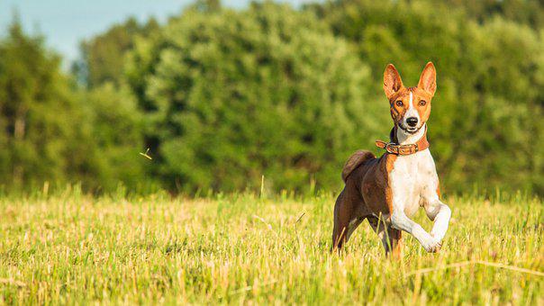 Small hypoallergenic dogs