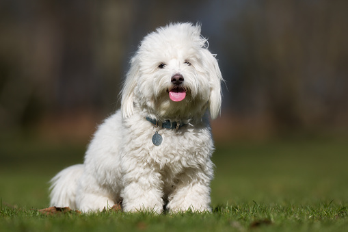 Small hypoallergenic dogs