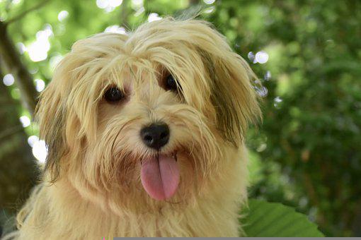 Small hypoallergenic dogs