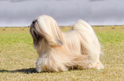 Small hypoallergenic dogs