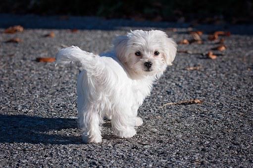 Small hypoallergenic dogs