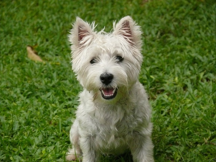 Small hypoallergenic dogs