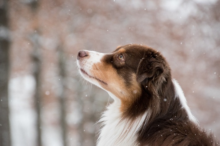 Australian Shepherds: A complete trait guide - Breed Deets - Ollie Blog