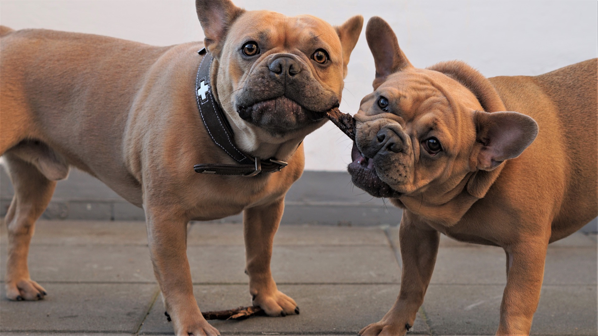 french-bulldog-breed