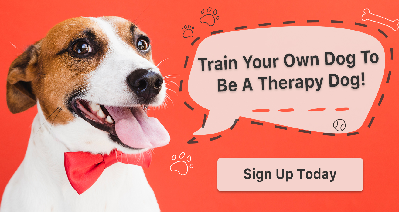 Therapy Dog Training Course