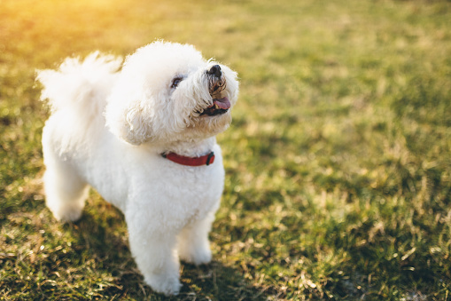 Small hypoallergenic dogs