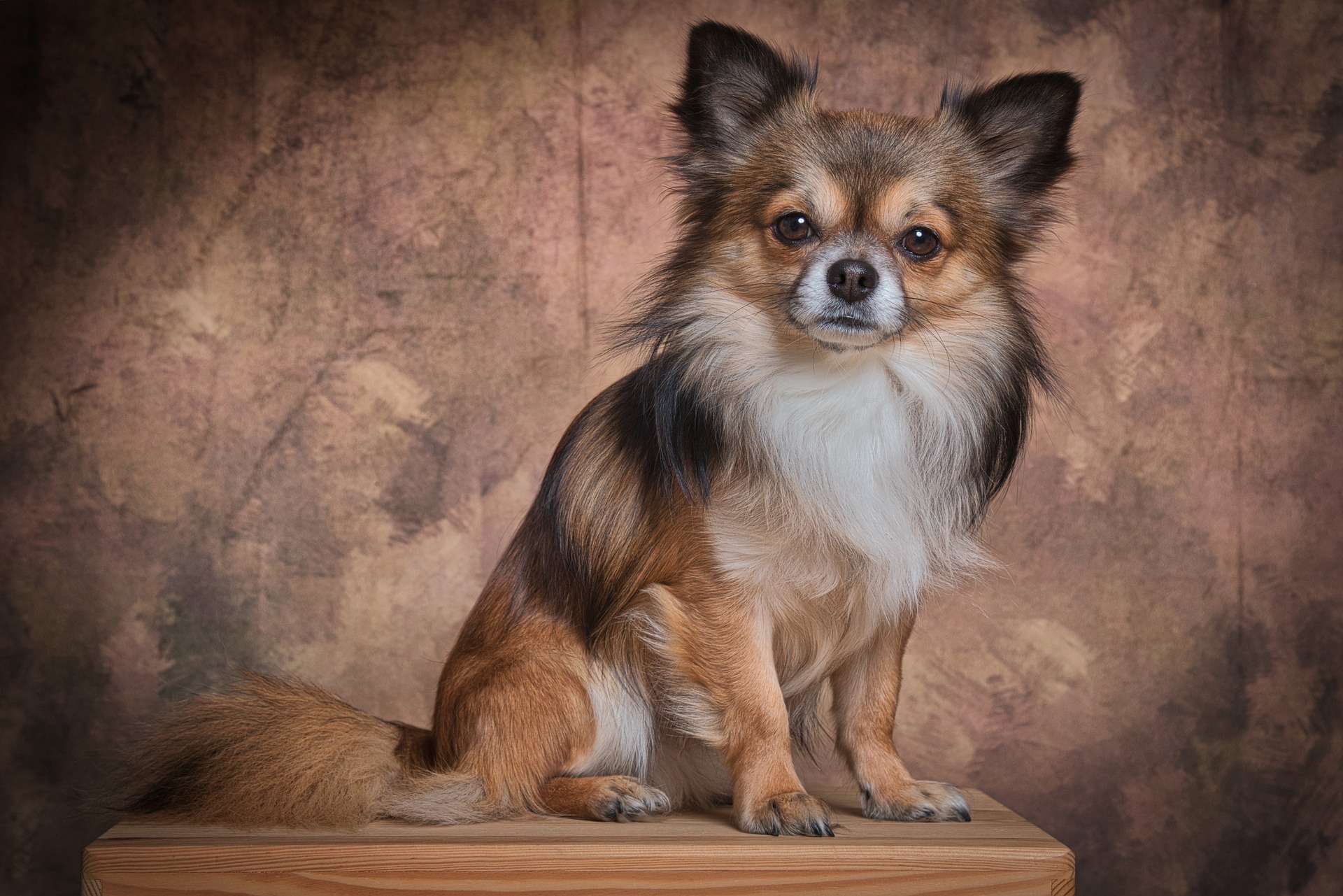longest-living-dog-breeds