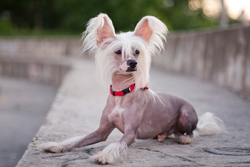 Small hypoallergenic dogs