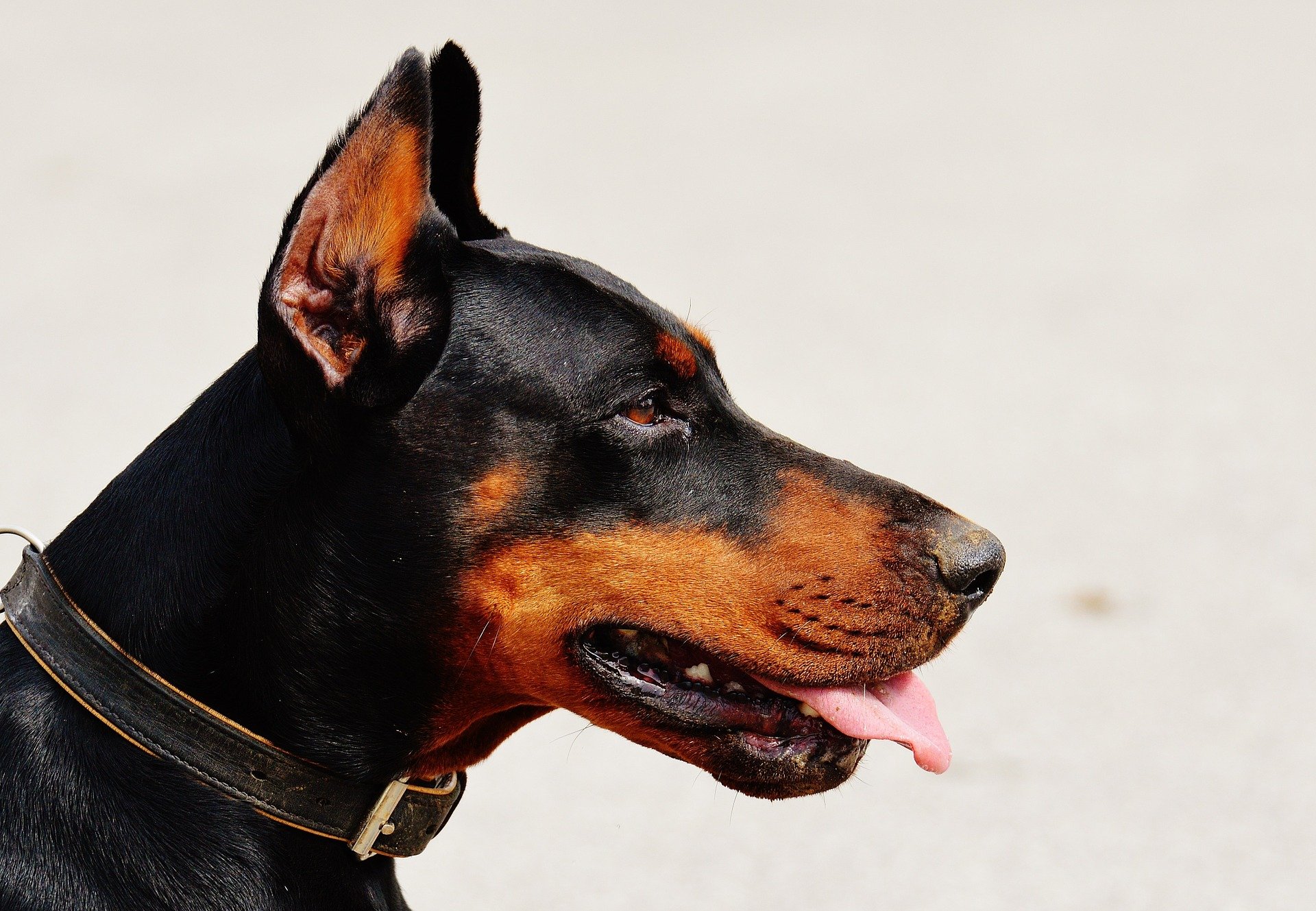 can a doberman be a seeing eye dog