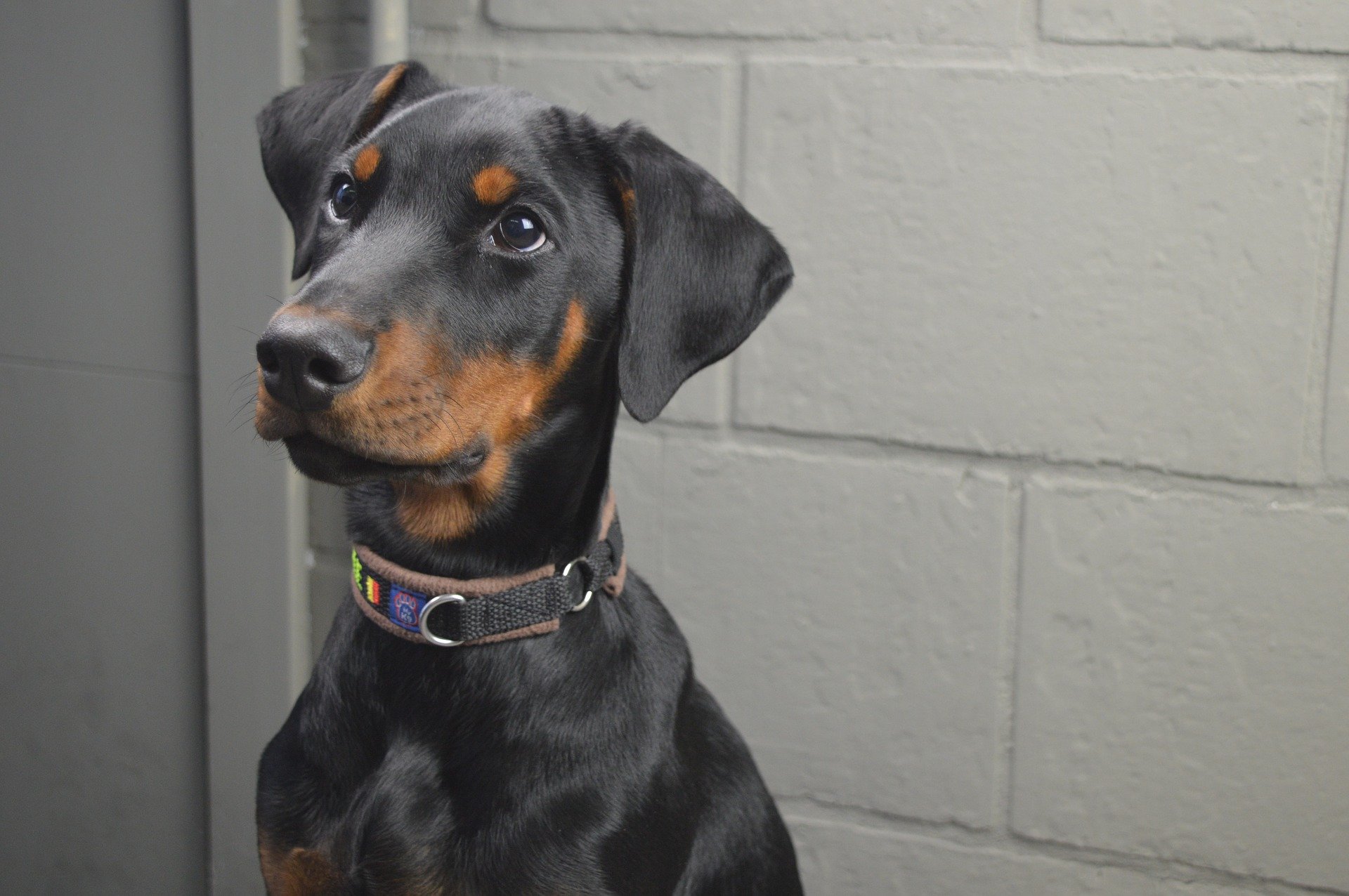 can a doberman be a seeing eye dog