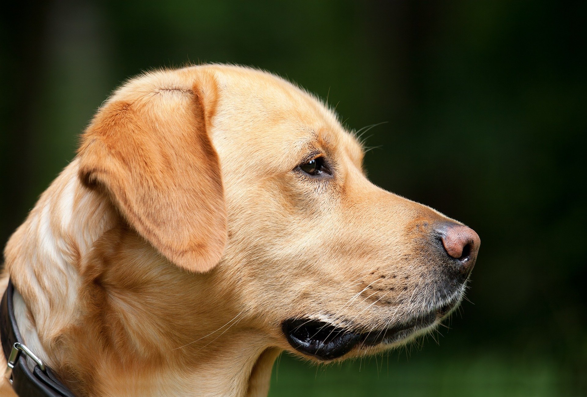how-to-train-your-dog-to-be-a-service-dog