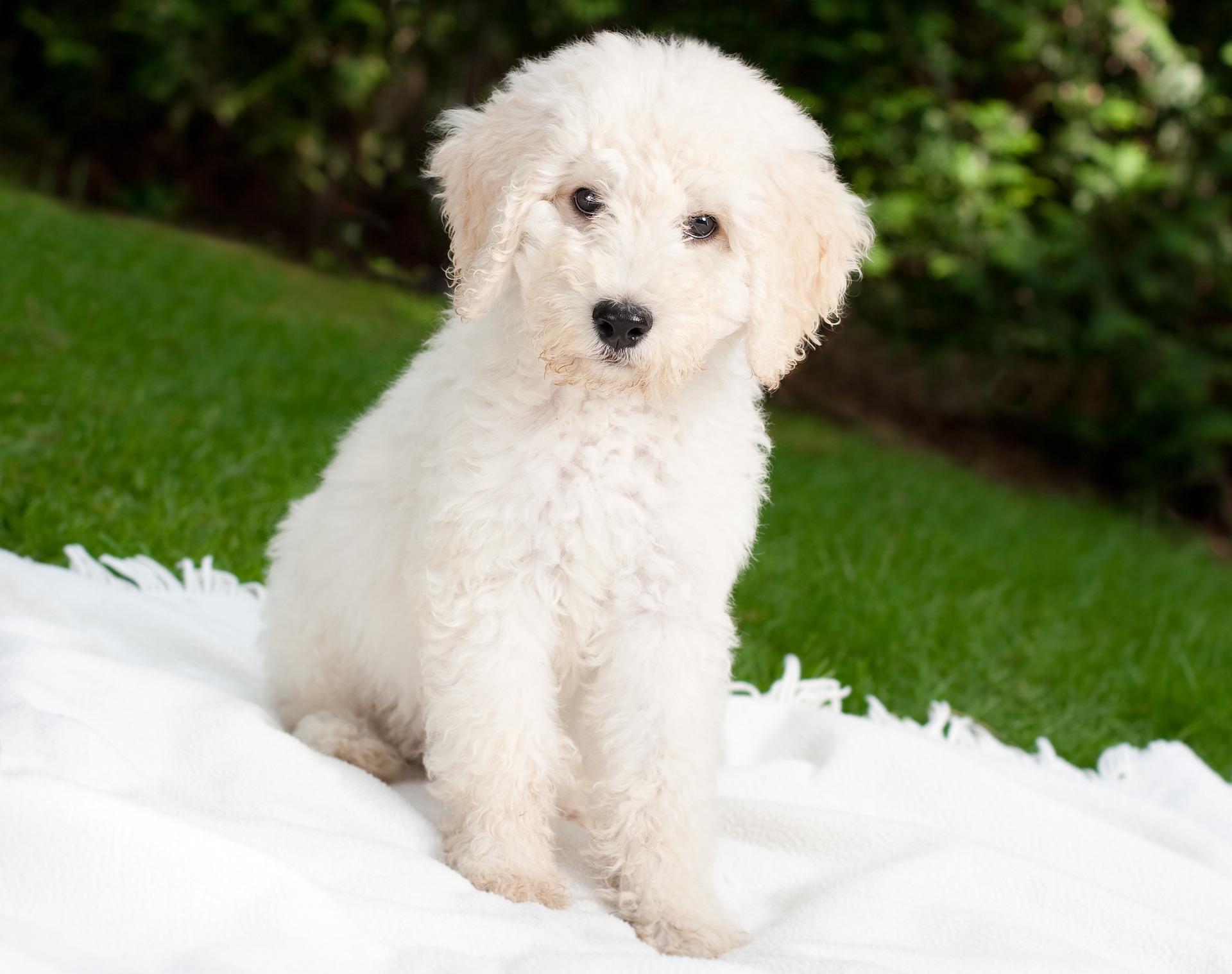 hypoallergenic-dog-breeds