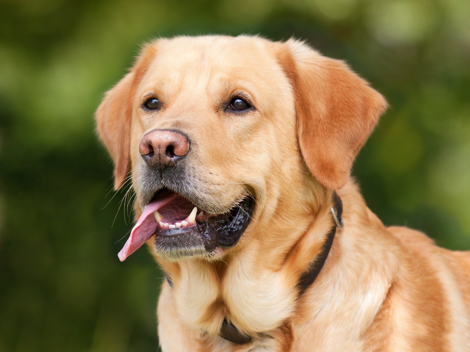 best-service-dog-breeds