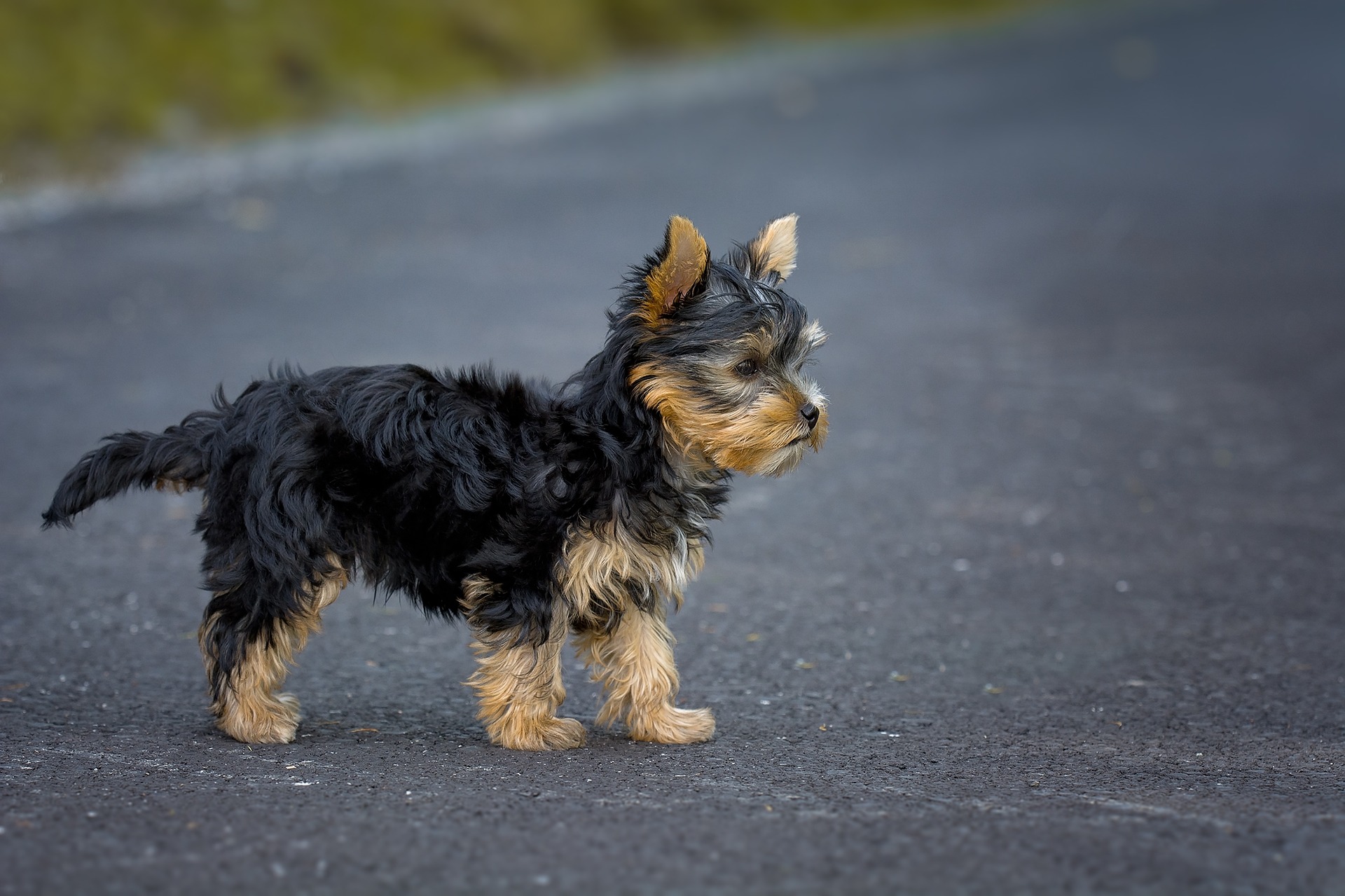 longest-living-dog-breeds