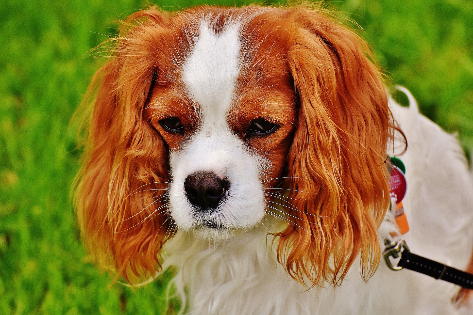 canine-good-citizen-training