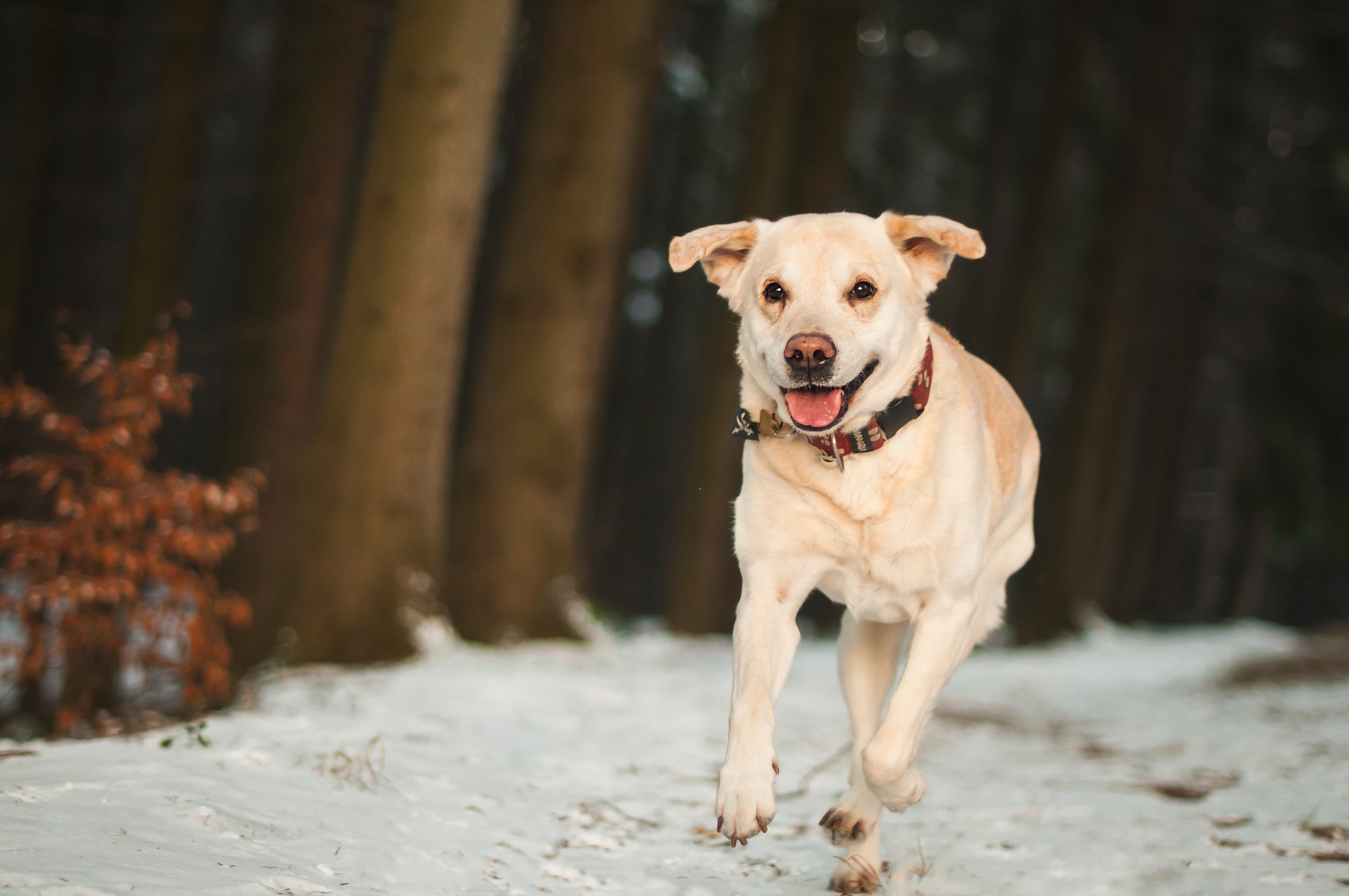 off-leash-training