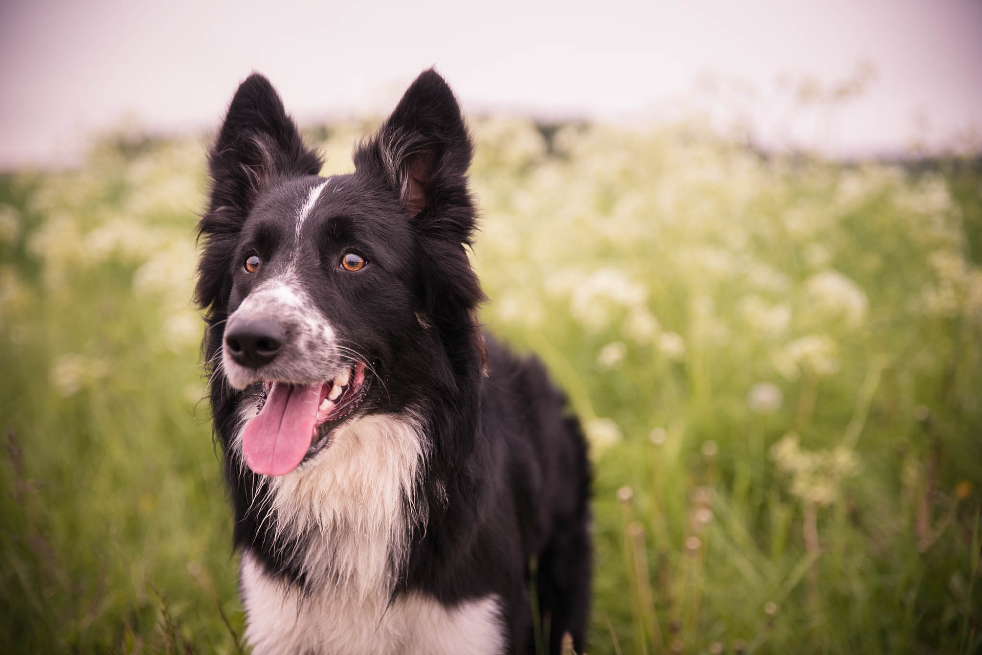 best-service-dog-breeds