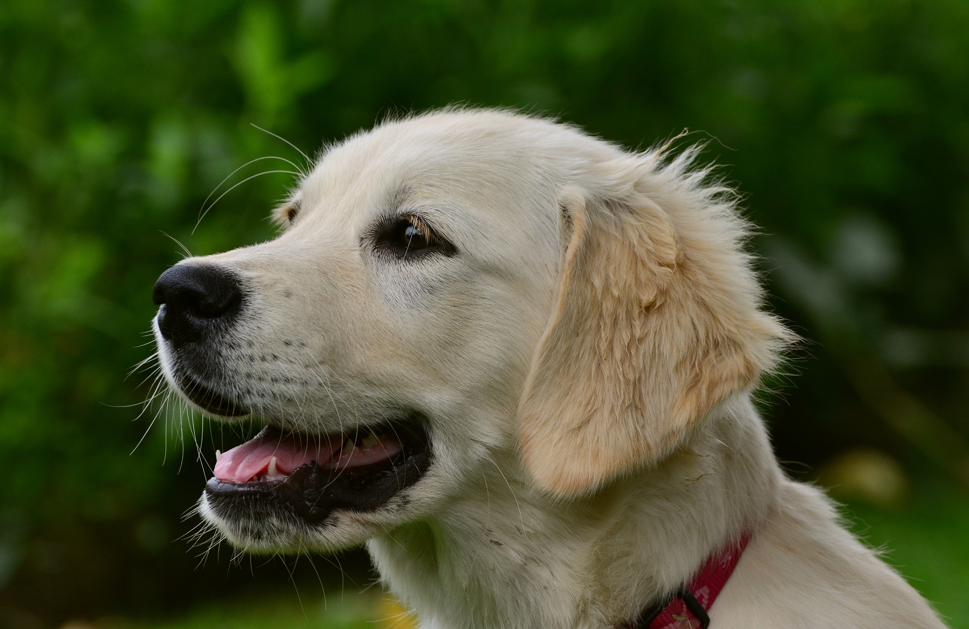 best-service-dog-breeds