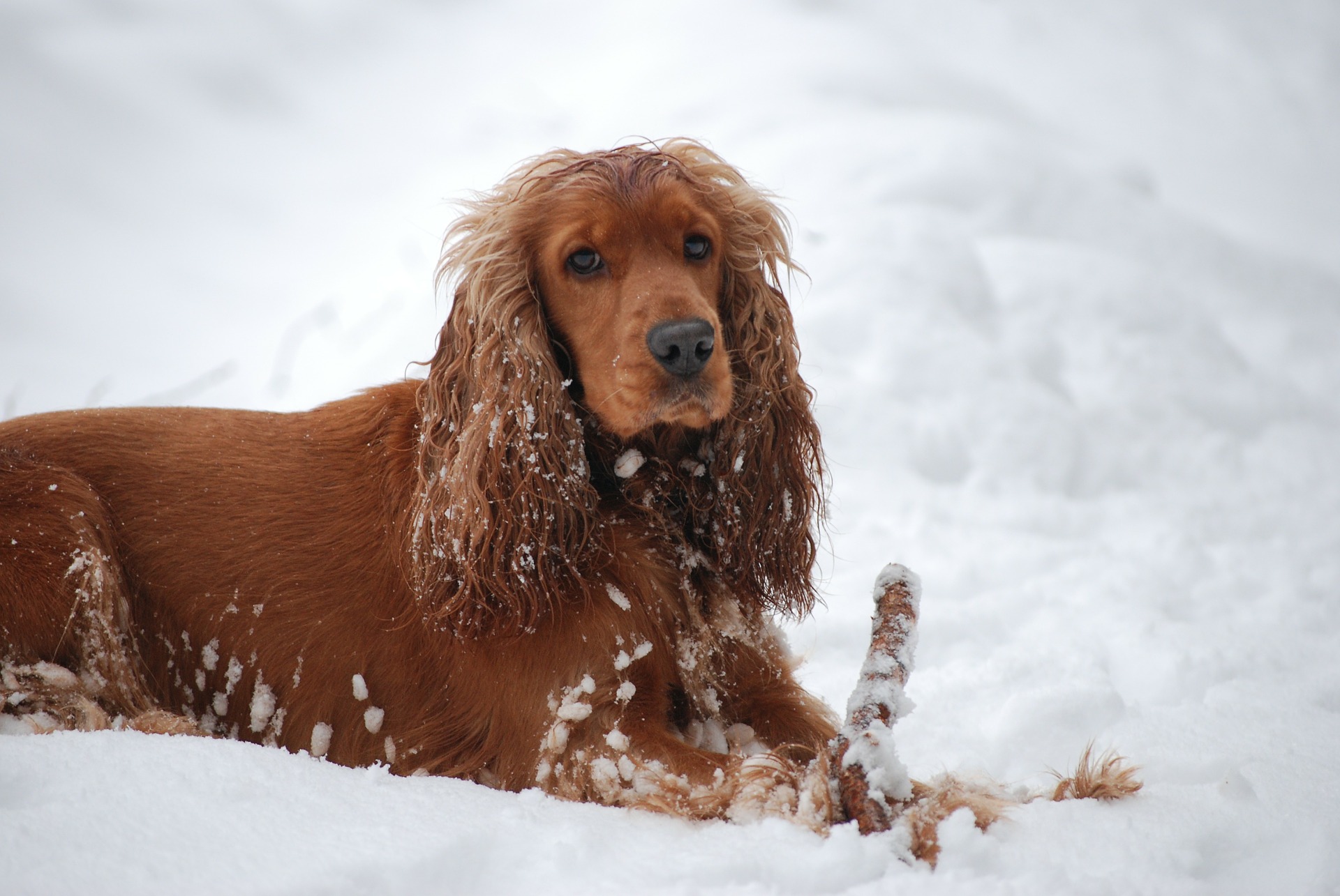 hypoallergenic-dog-breeds