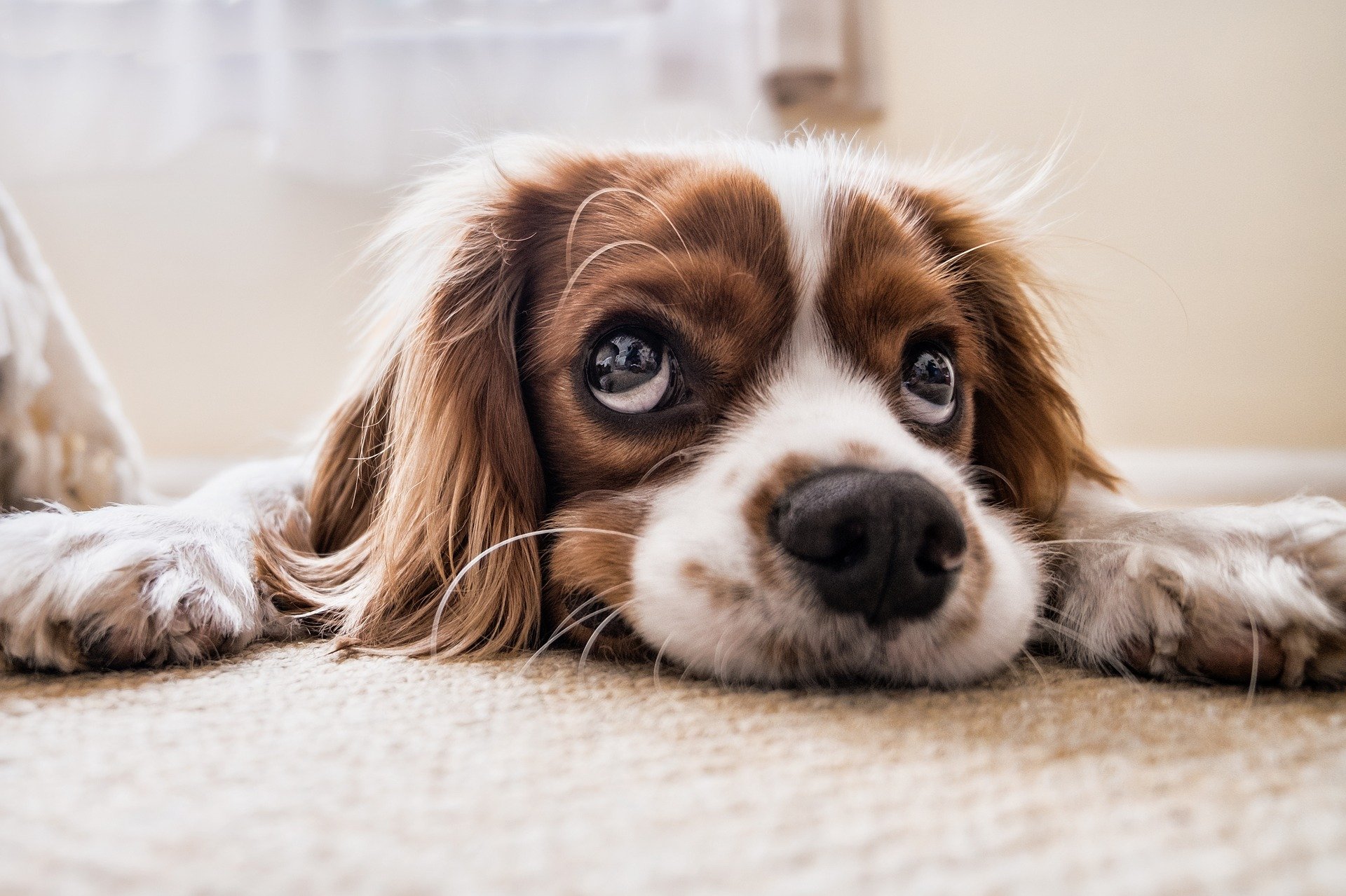 why-does-my-dog-lick-my-feet