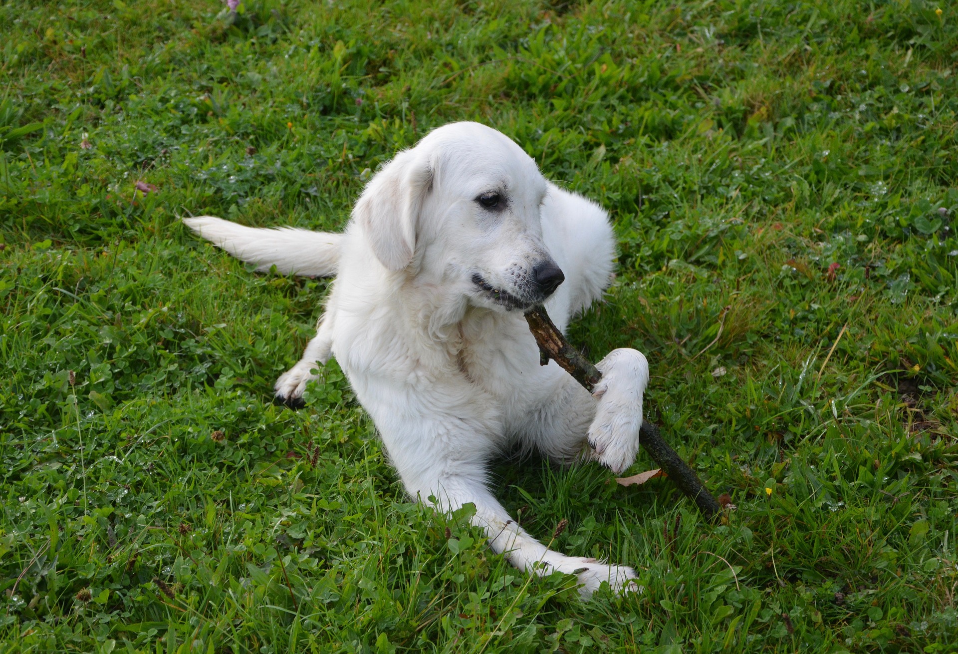 can-dogs-eat-bread