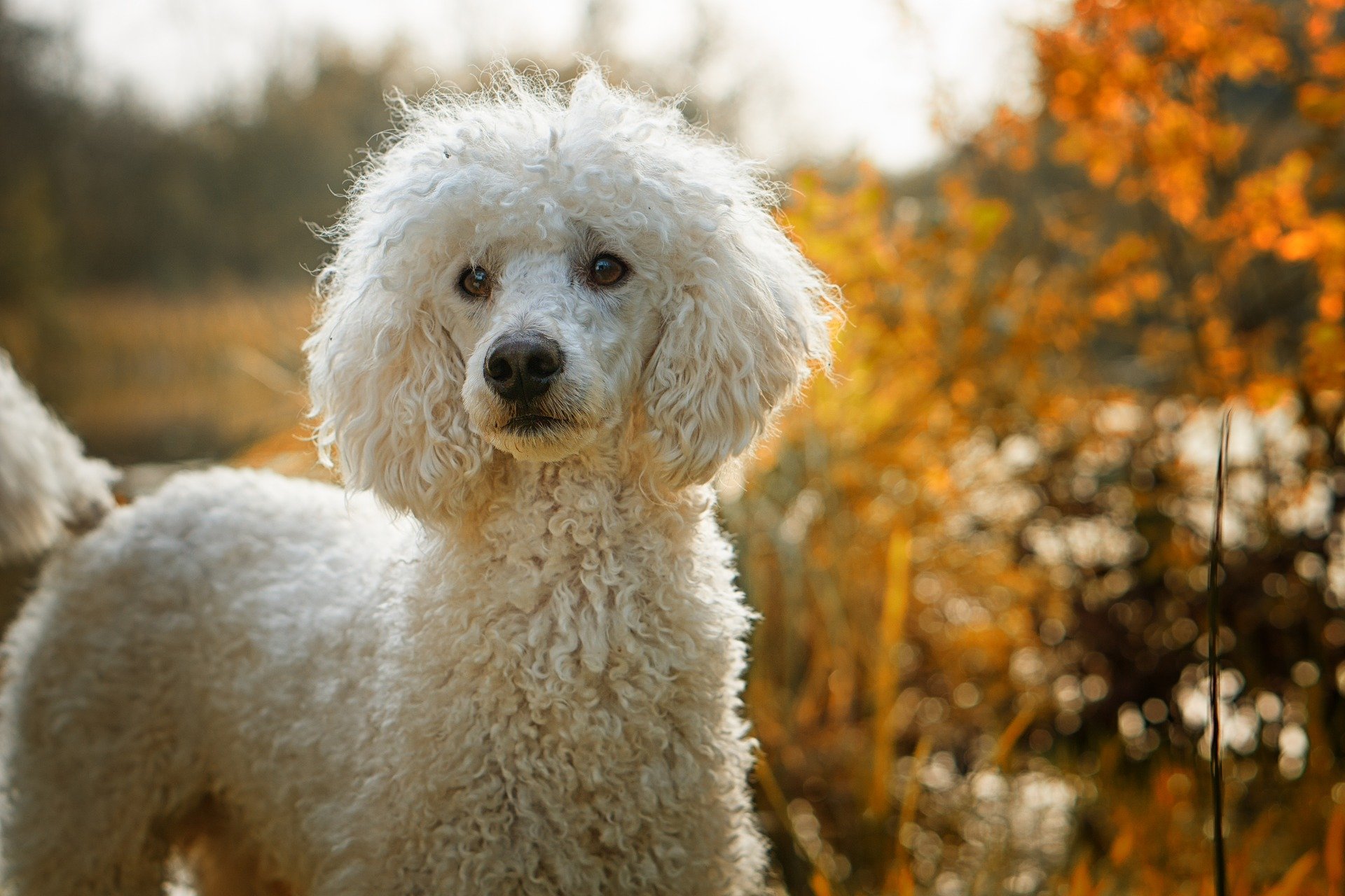 hypoallergenic-dog-breeds