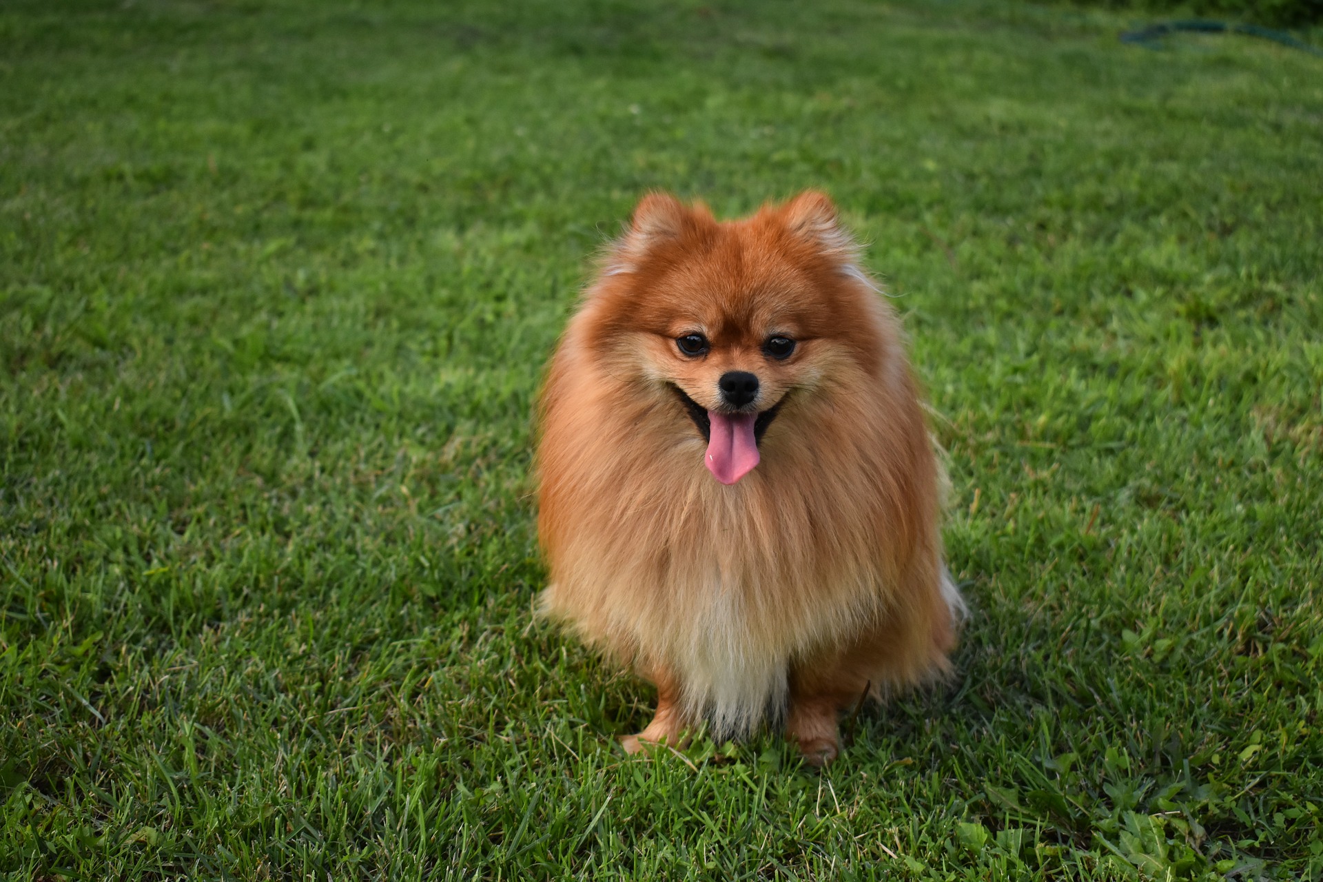 longest-living-dog-breeds