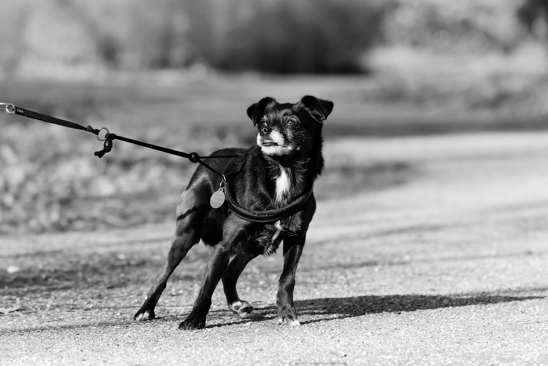 dog-pulling-on-leash