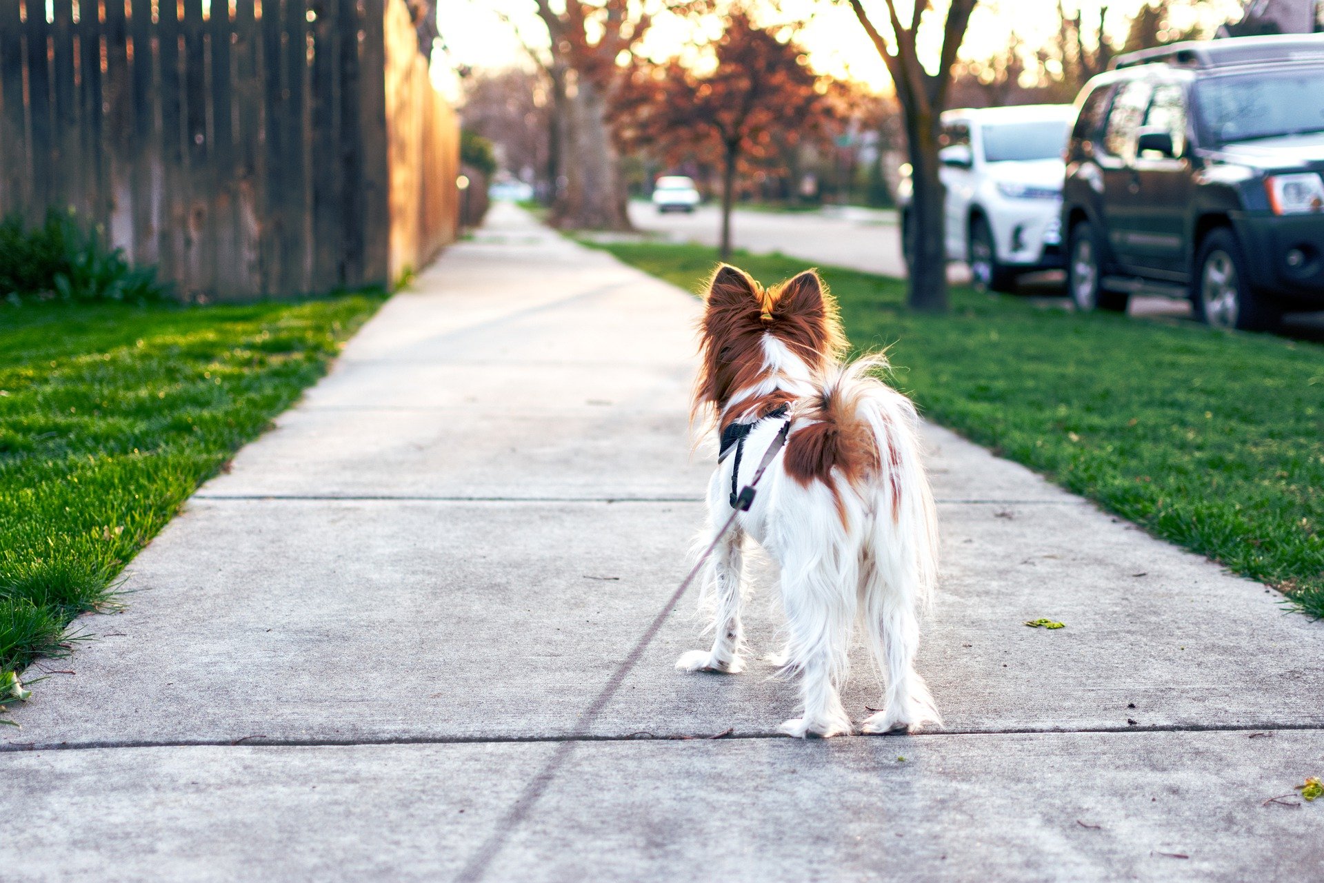 canine-good-citizen-training