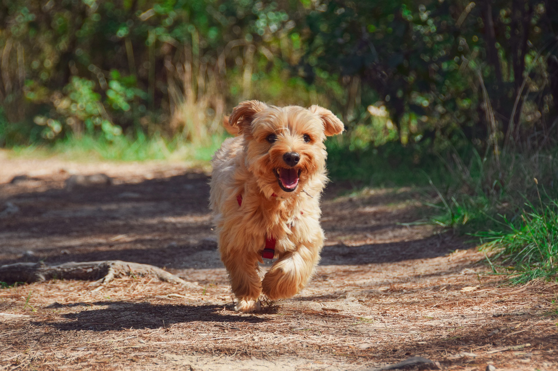 0ff-leash-training