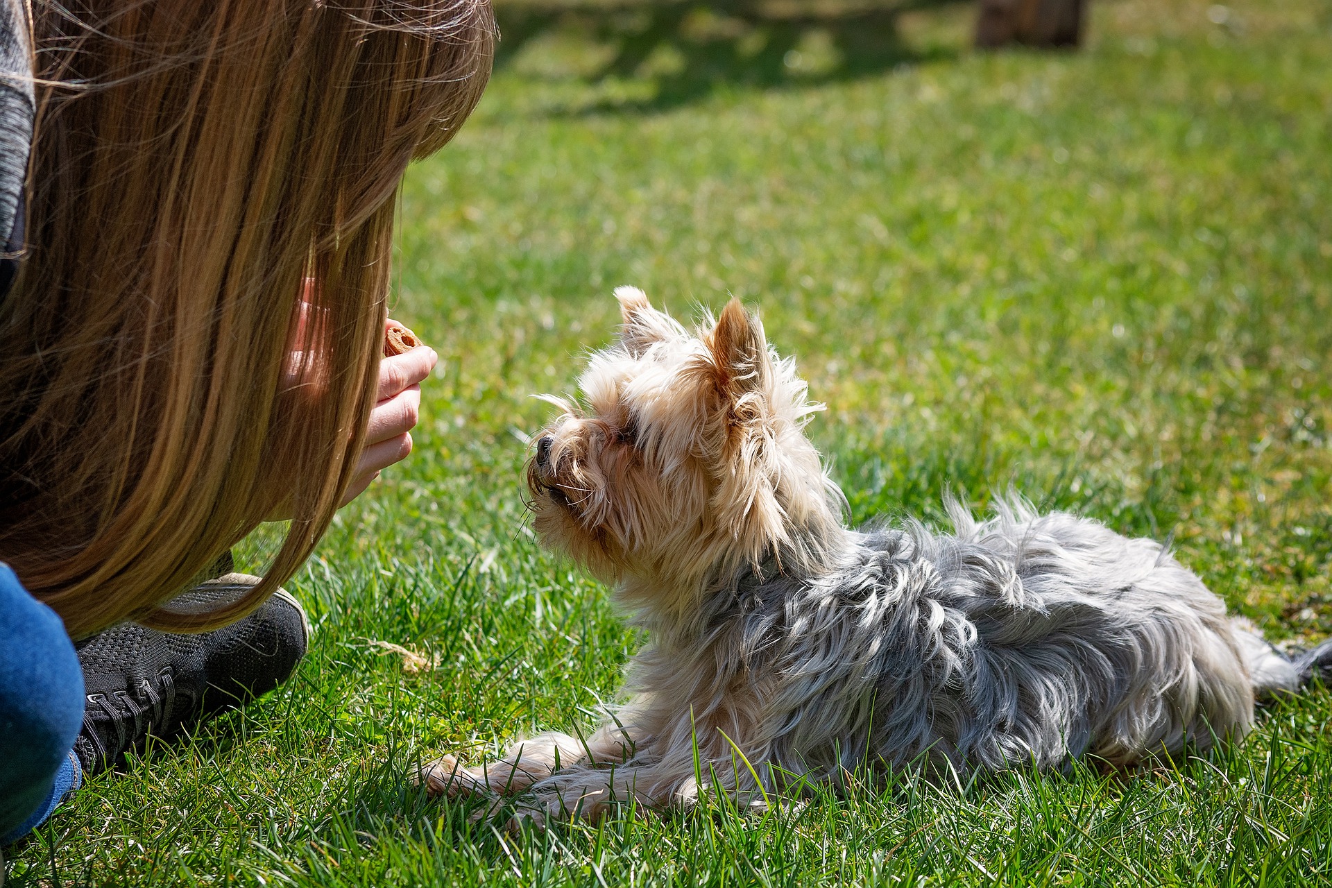 positive-reinforcement-dog-training