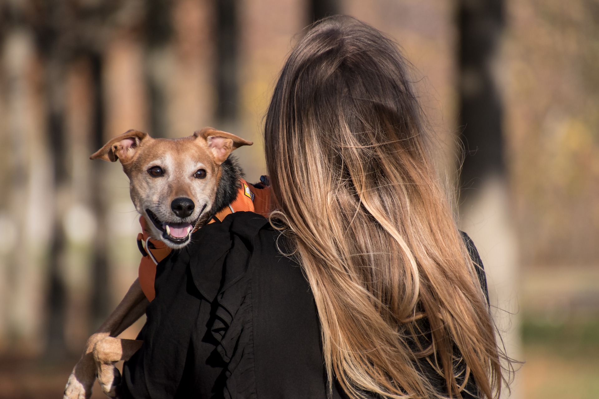 service-dog-for-panic-attacks