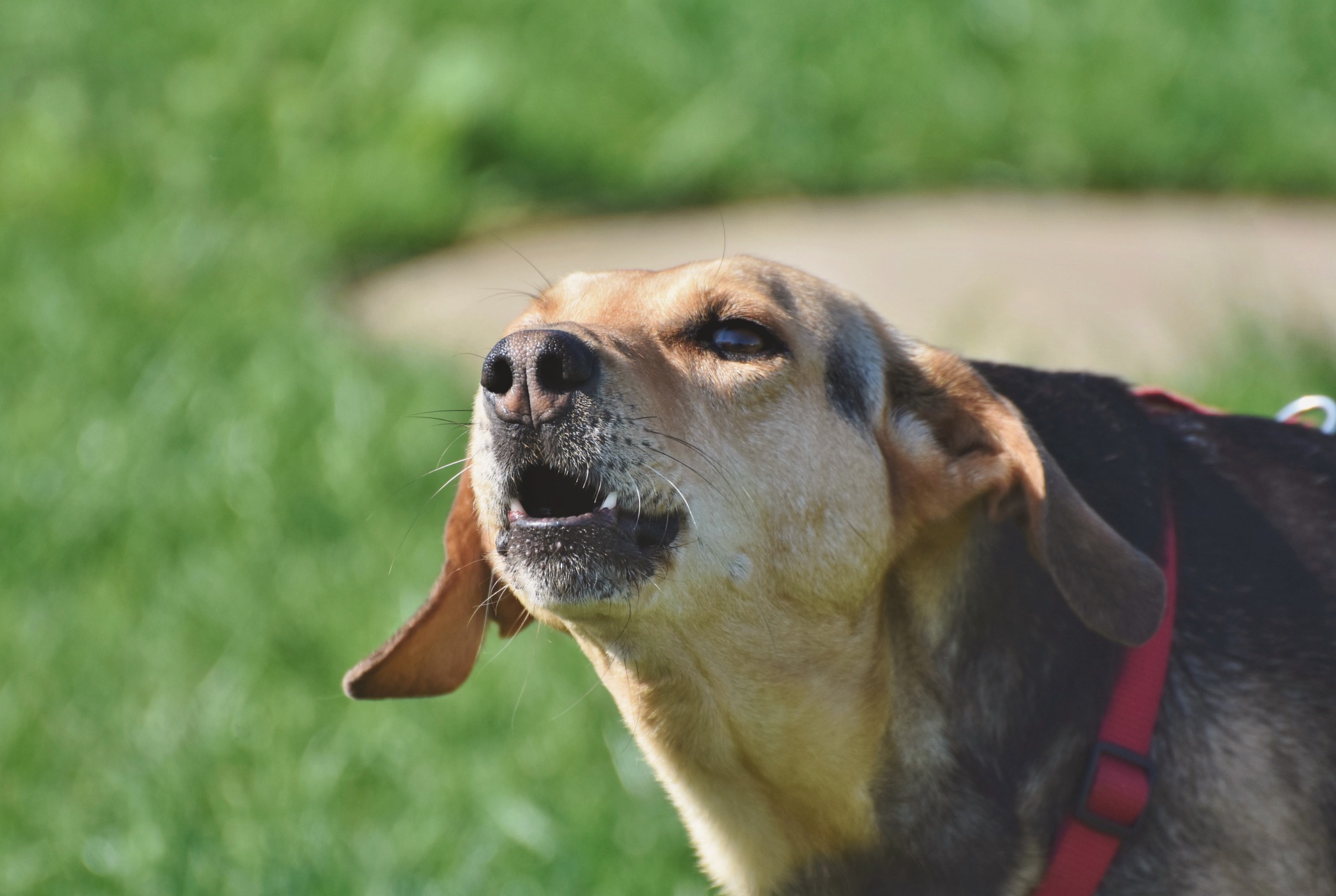 dog-barking-on-walks