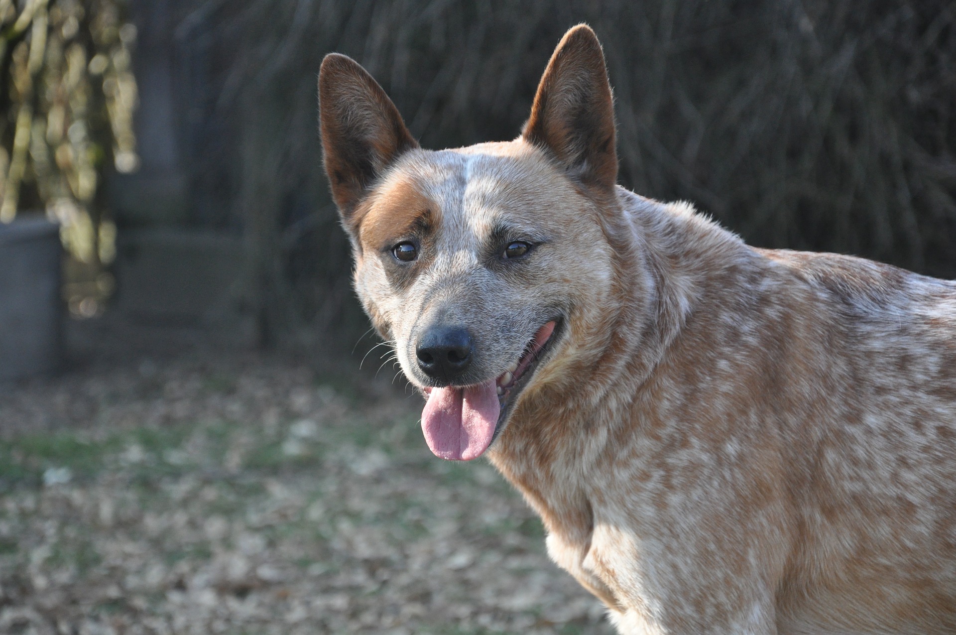 longest-living-dog-breeds