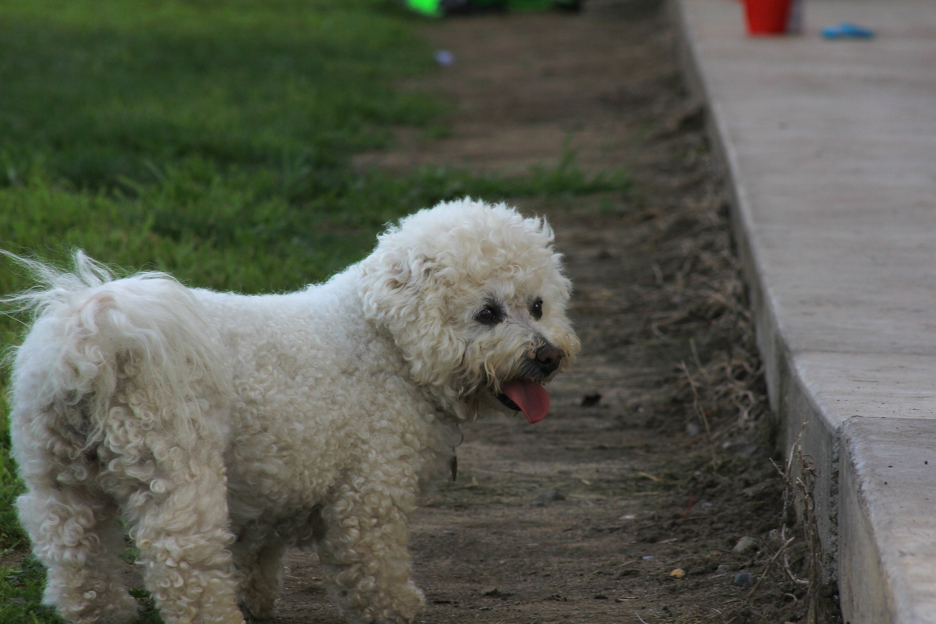 hypoallergenic-dog-breeds