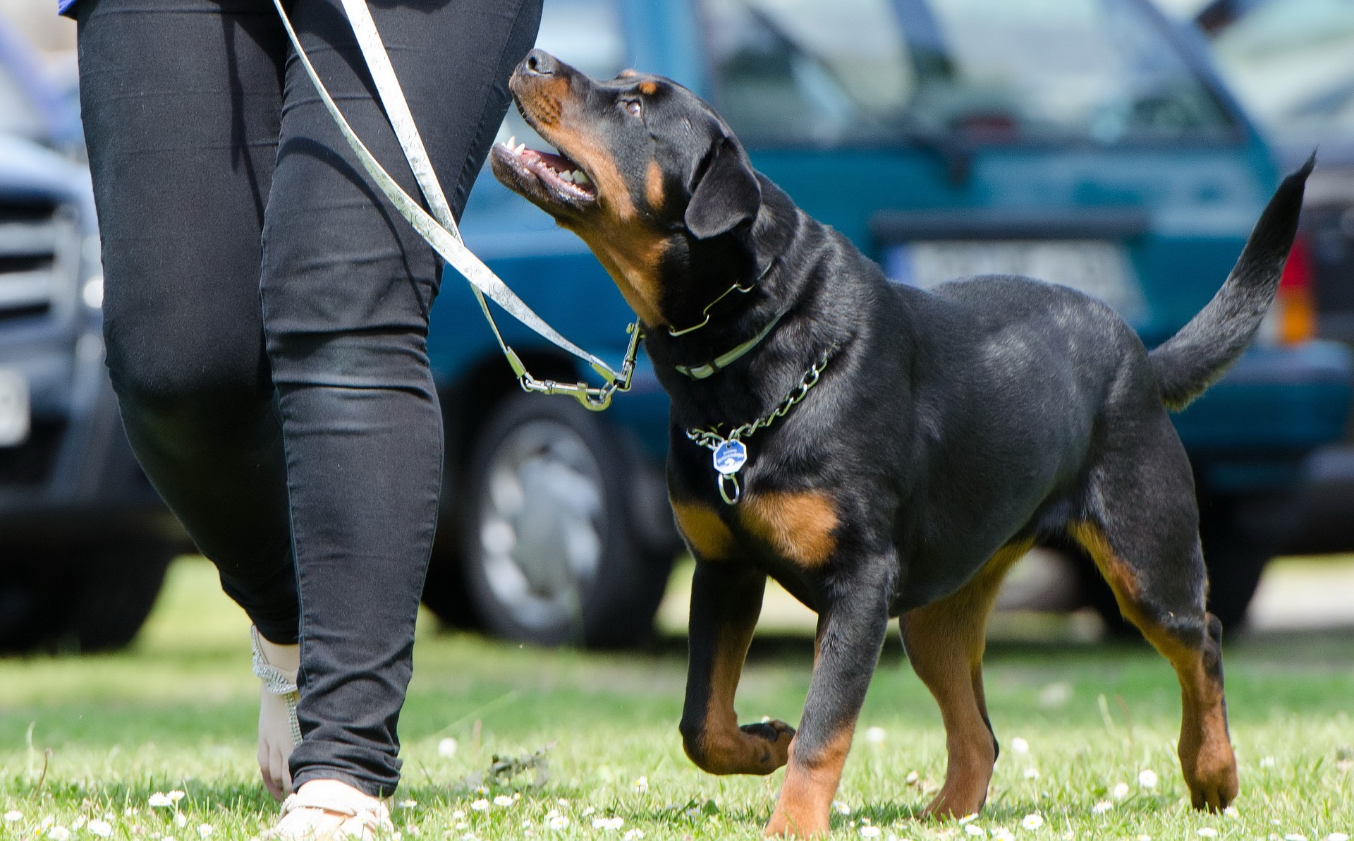 positive-reinforcement-dog-training