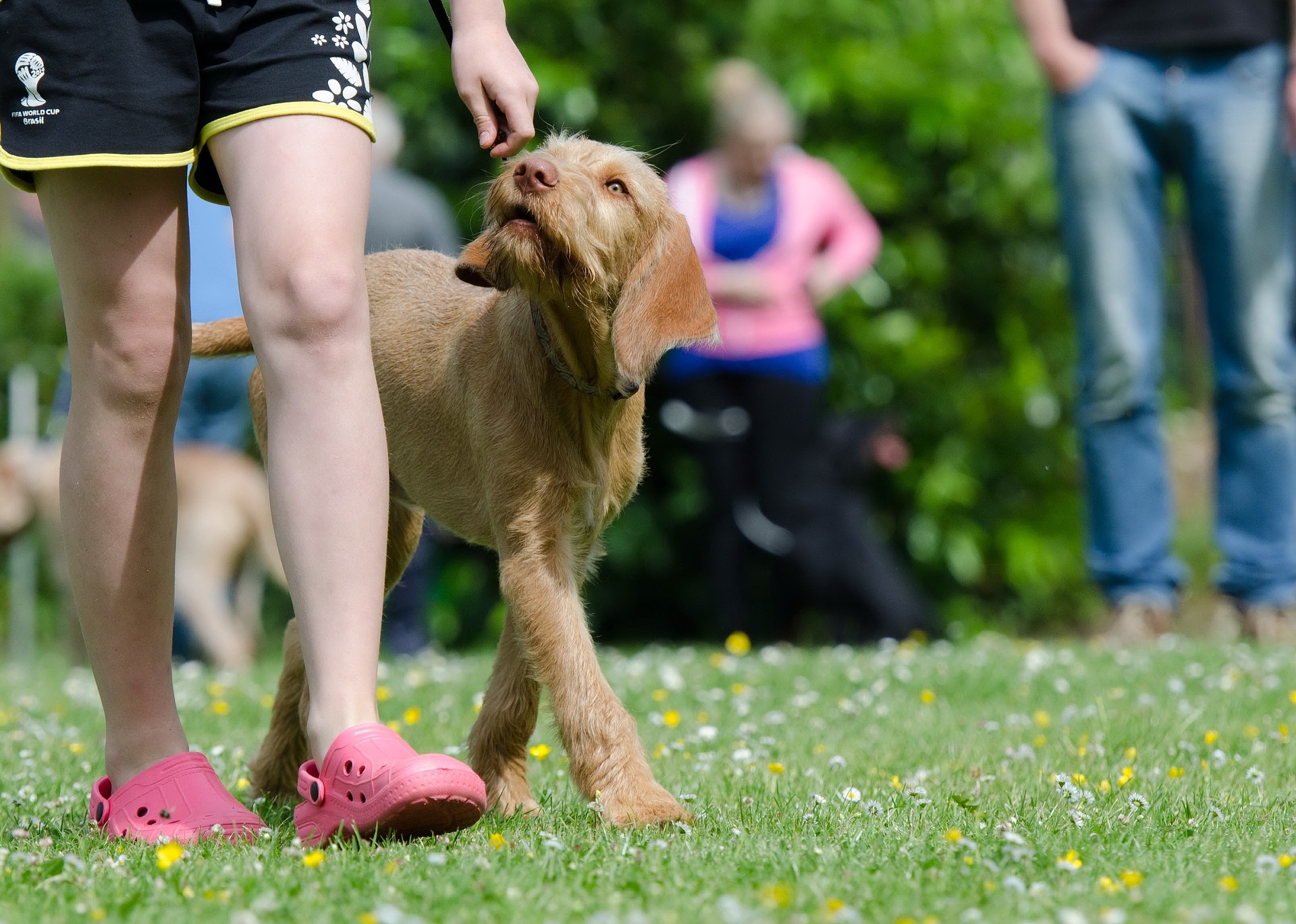 canine-good-citizen-training