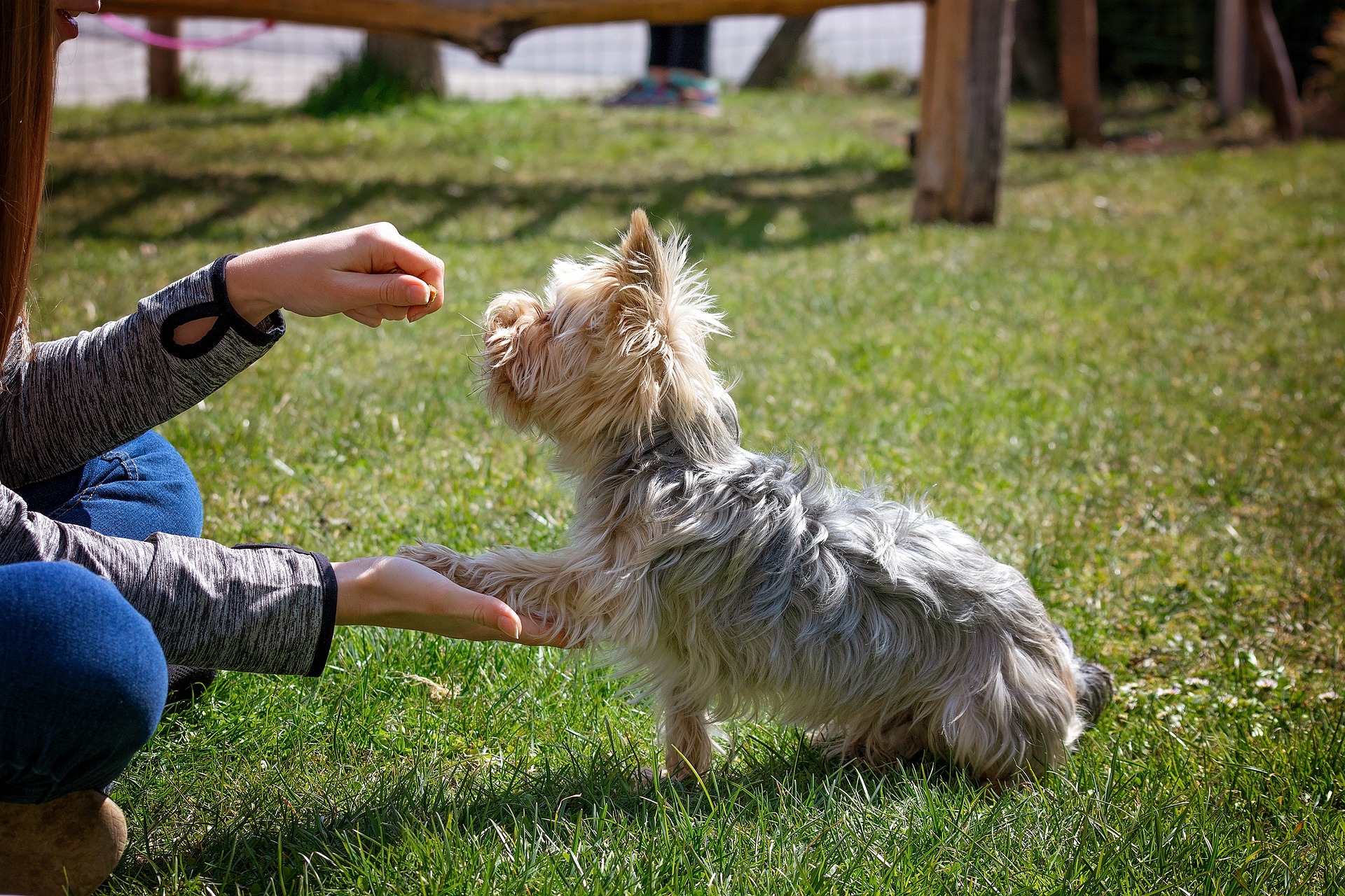 canine-good-citizen-training