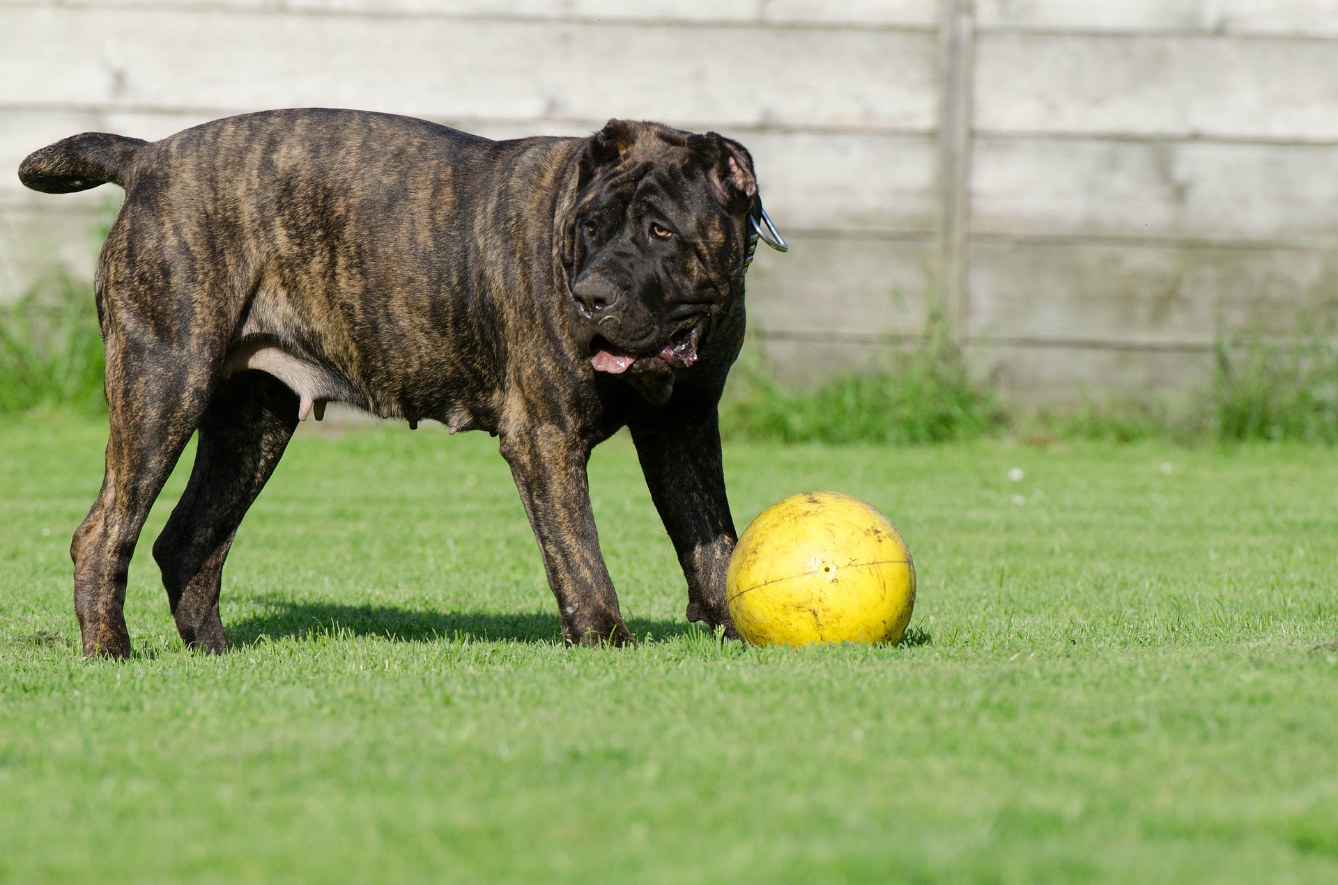 what-dog-has-strongest-bite-force