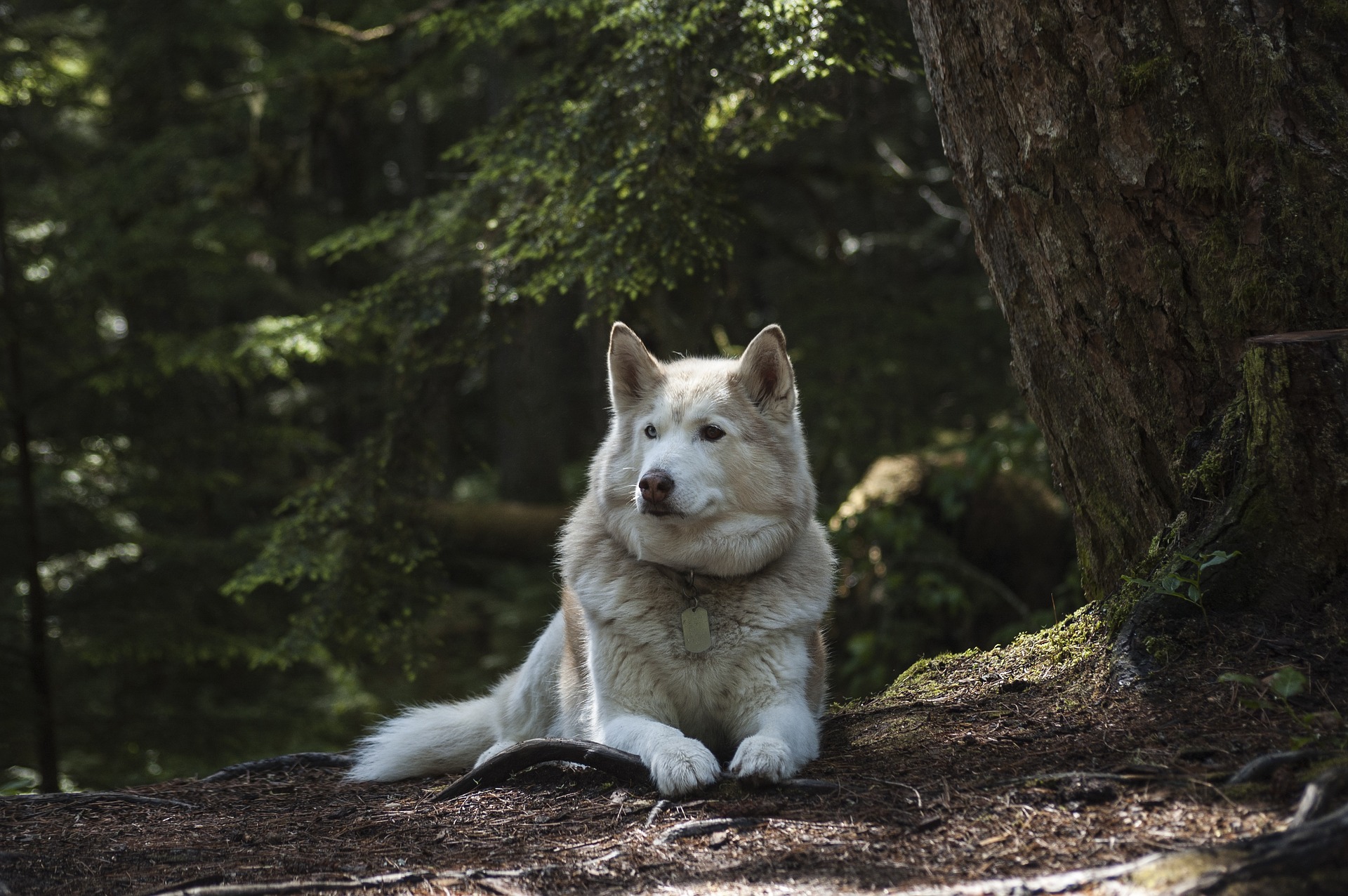 what-dog-has-strongest-bite-force