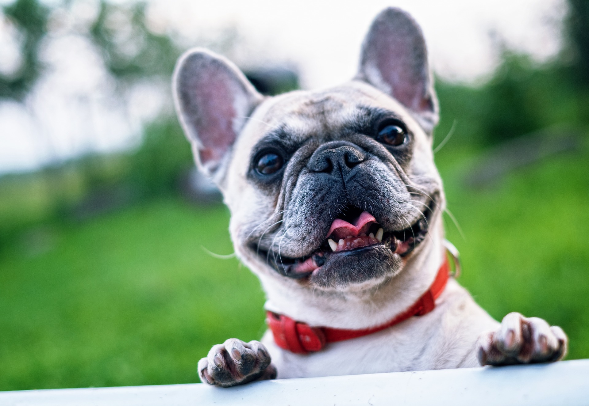 french-bulldog-breed