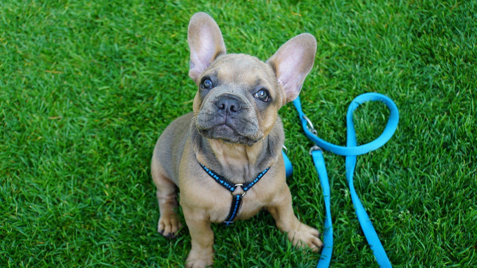 service-dog-puppy-training