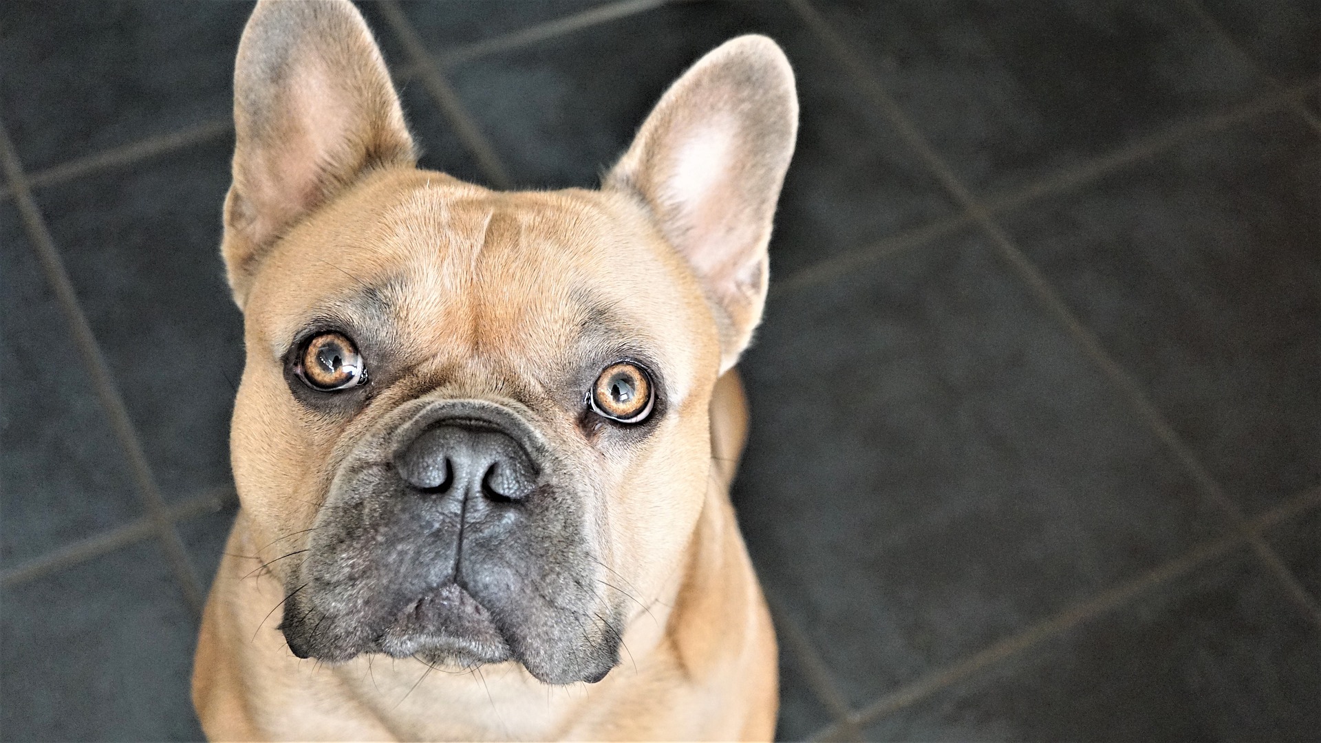 french-bulldog-breed