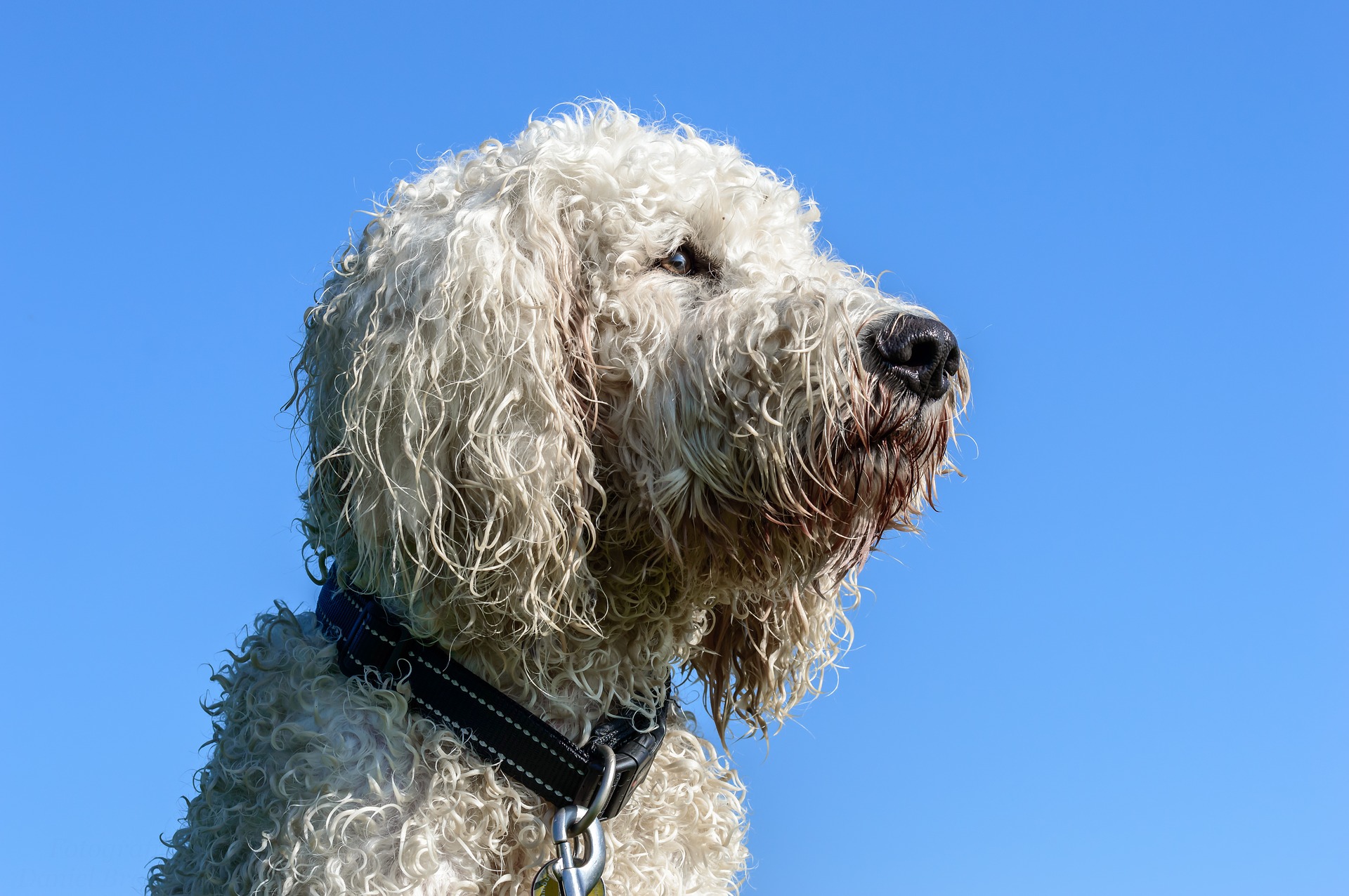 goldendoodle