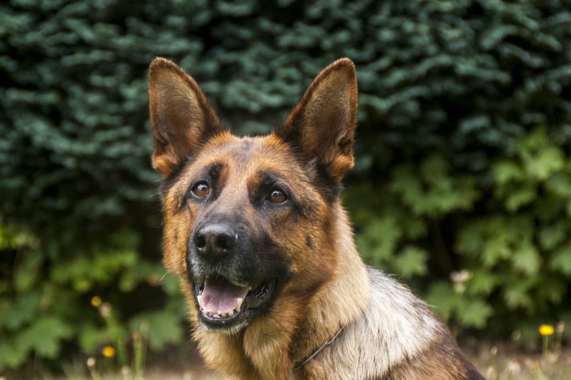 service-dog-handler