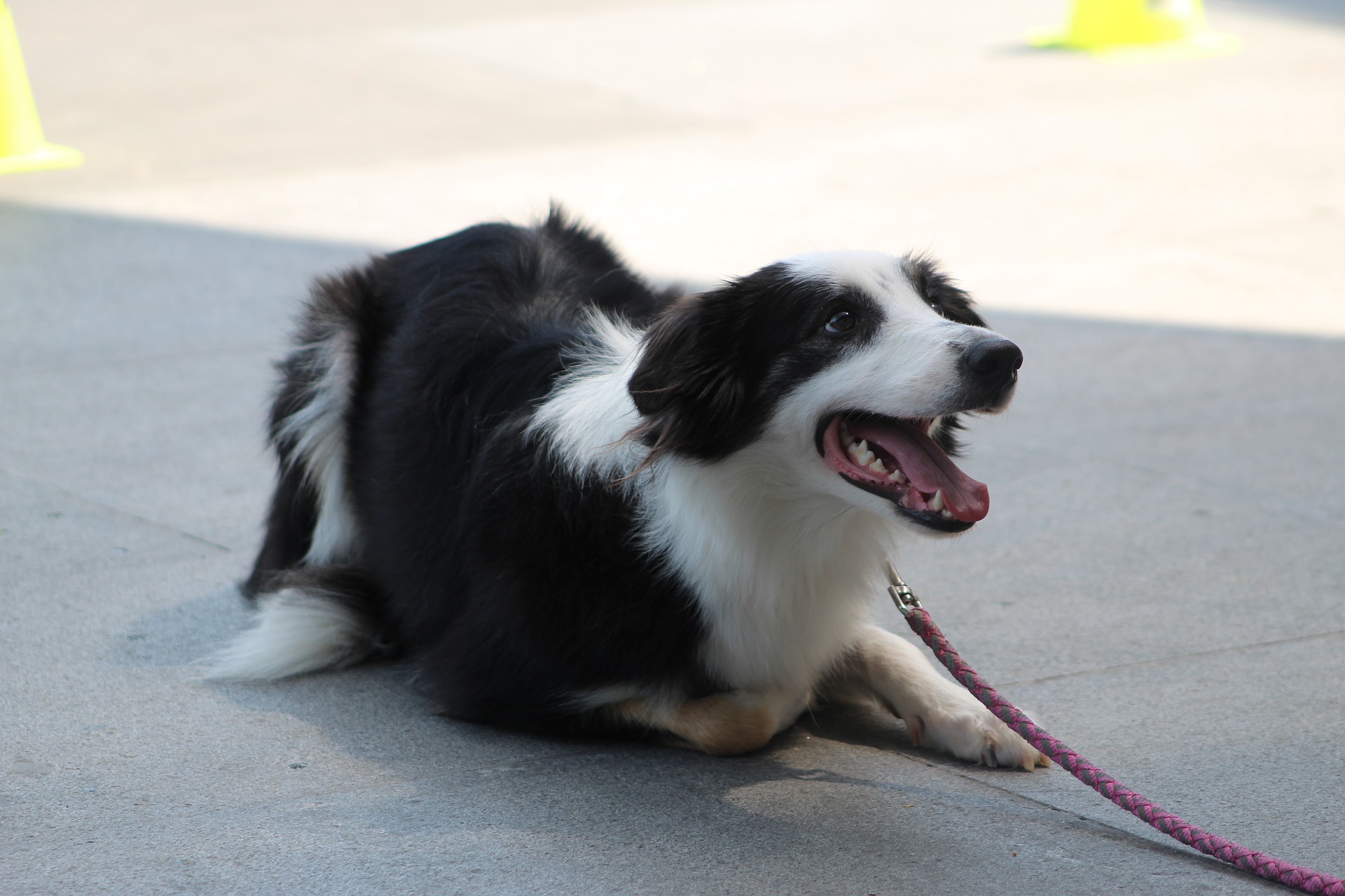 clicker-training-dogs