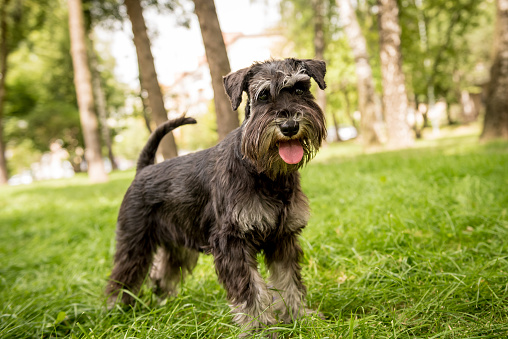 Small hypoallergenic dogs