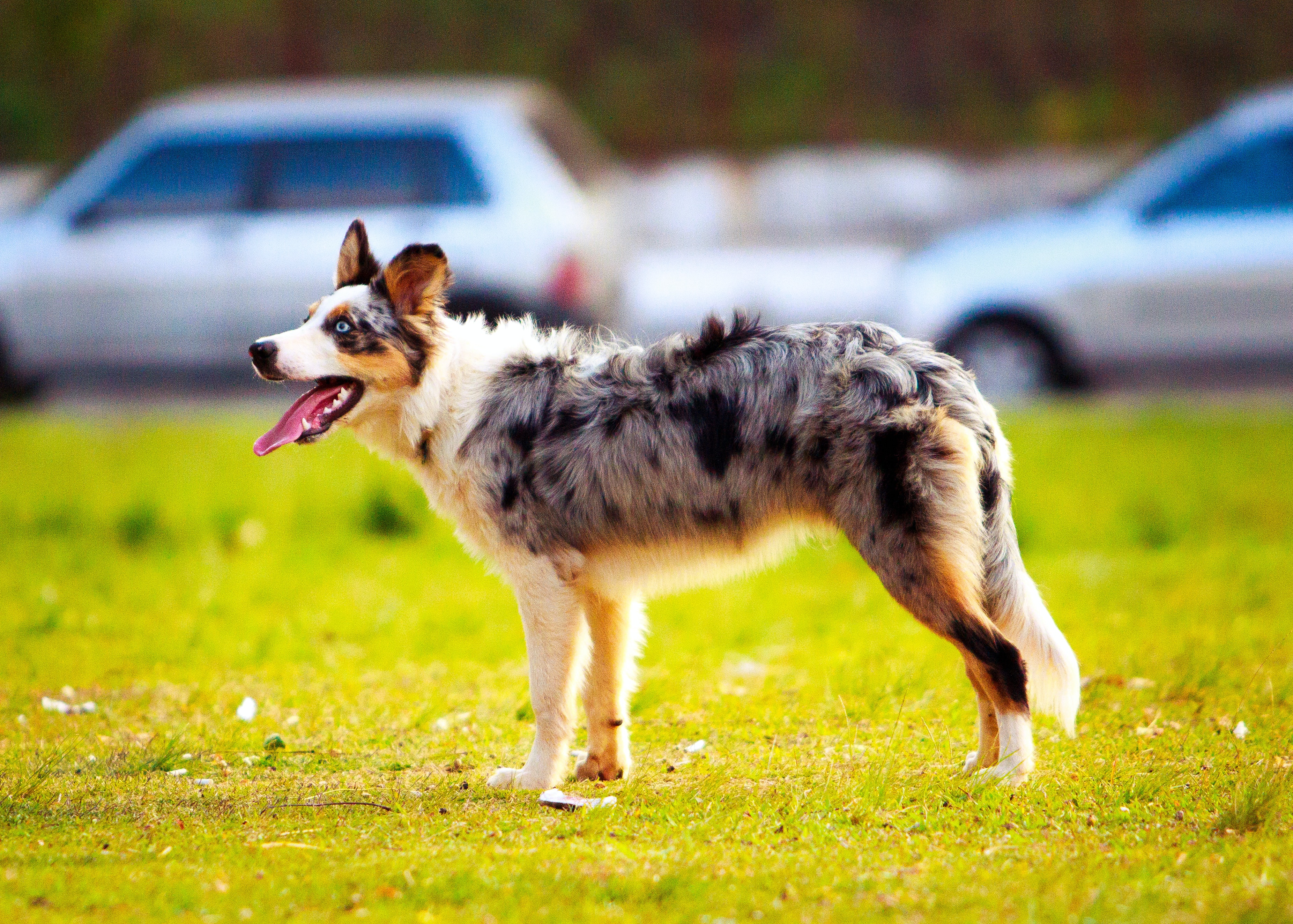 miniature-australian-shepherd